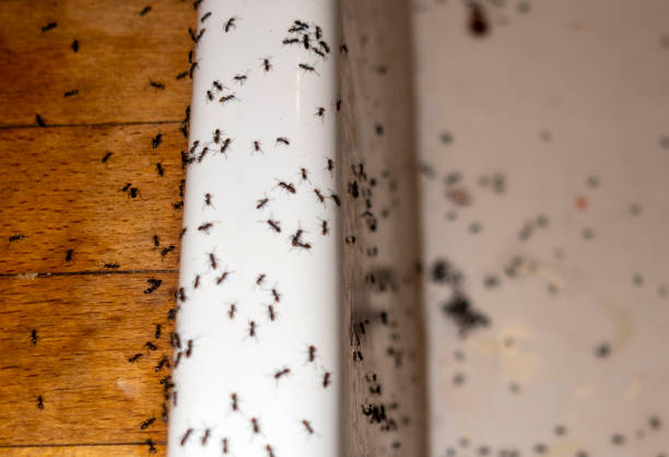 Best Insect Control  in Whitehall, WI