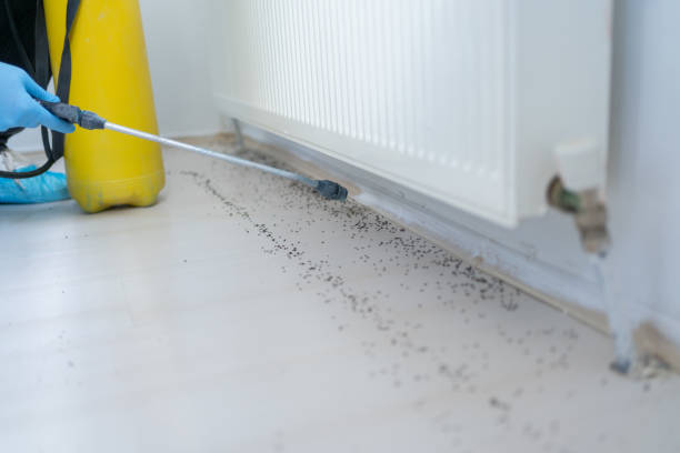 Flea Control Services in Whitehall, WI