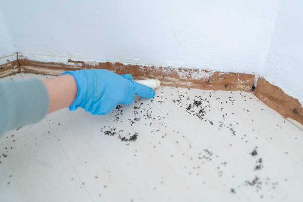 Best Residential Pest Control  in Whitehall, WI